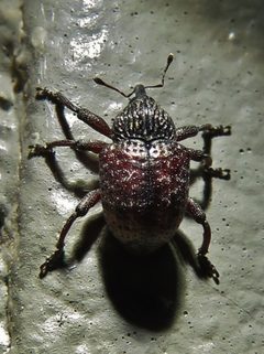 Chalcodermus collaris by (c) Annika Lindqvist, some rights reserved (CC BY), uploaded by Annika Lindqvist. Used under a CC-BY license.
