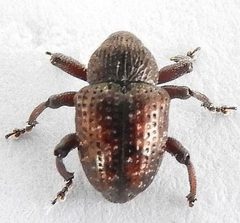 Chalcodermus collaris by (c) jimeckert49, some rights reserved (CC BY). Used under a CC-BY license.