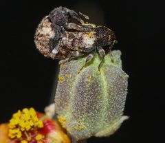 Conotrachelus duplex by (c) Andrew Meeds, some rights reserved (CC BY), uploaded by Andrew Meeds. Used under a CC-BY license.