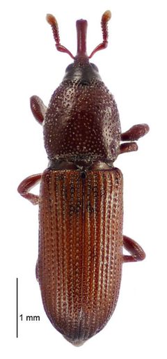 Mesites by (c) Landcare Research New Zealand Ltd, some rights reserved (CC BY). Used under a CC-BY license.