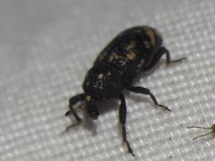 Tyloderma angustulum by (c) Sam Kieschnick, some rights reserved (CC BY), uploaded by Sam Kieschnick. Used under a CC-BY license.