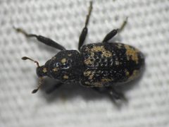 Tyloderma angustulum by (c) Sam Kieschnick, some rights reserved (CC BY), uploaded by Sam Kieschnick. Used under a CC-BY license.