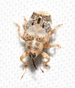 Lignyodes pallidus by no rights reserved, uploaded by Chrissy McClarren and Andy Reago. Used under a CC0 license.