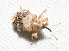 Lignyodes pallidus by no rights reserved, uploaded by Chrissy McClarren and Andy Reago. Used under a CC0 license.