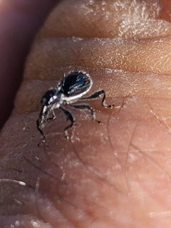 Myrmex floridanus by (c) Mark Richman, some rights reserved (CC BY), uploaded by Mark Richman. Used under a CC-BY license.