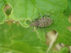 Trichalophus alternatus by (c) Matt Bowser, some rights reserved (CC BY), uploaded by Matt Bowser. Used under a CC-BY license.