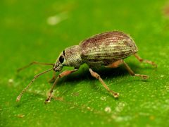 Cyrtepistomus castaneus by (c) Katja Schulz, some rights reserved (CC BY). Used under a CC-BY license.