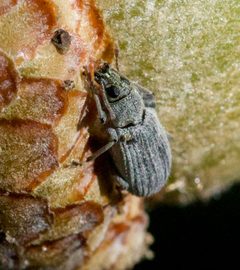 Cyrtepistomus castaneus by no rights reserved, uploaded by Glenn Berry. Used under a CC0 license.