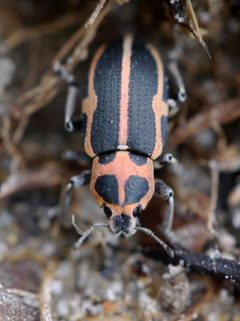 Eudiagogus pulcher by (c) Matt Muir, some rights reserved (CC BY), uploaded by Matt Muir. Used under a CC-BY license.