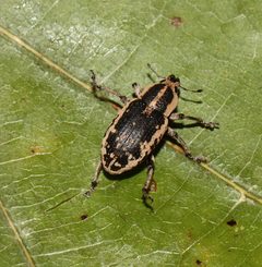 Eudiagogus rosenschoeldi by (c) Gordon C. Snelling, some rights reserved (CC BY), uploaded by Gordon C. Snelling. Used under a CC-BY license.