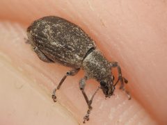 Achrastenus griseus by (c) Sam Kieschnick, some rights reserved (CC BY), uploaded by Sam Kieschnick. Used under a CC-BY license.