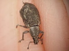 Achrastenus griseus by (c) Sam Kieschnick, some rights reserved (CC BY), uploaded by Sam Kieschnick. Used under a CC-BY license.