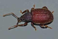 Otiorhynchus rugosostriatus by (c) Steve Kerr, some rights reserved (CC BY), uploaded by Steve Kerr. Used under a CC-BY license.