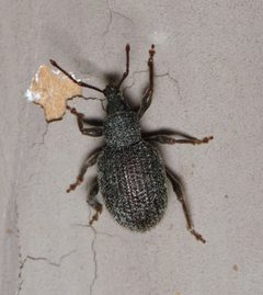 Otiorhynchus rugosostriatus by (c) Nick Block, some rights reserved (CC BY), uploaded by Nick Block. Used under a CC-BY license.