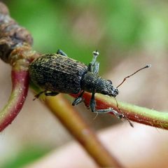 Polydrusus cervinus by (c) Barry Walter, some rights reserved (CC BY), uploaded by Barry Walter. Used under a CC-BY license.