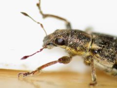 Sitona cylindricollis by (c) Renee MacQuarrie, some rights reserved (CC BY), uploaded by Renee MacQuarrie. Used under a CC-BY license.