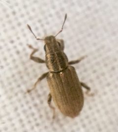 Sitona lineatus by (c) Paul Cook, some rights reserved (CC BY), uploaded by Paul Cook. Used under a CC-BY license.