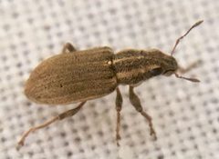 Sitona lineatus by (c) Paul Cook, some rights reserved (CC BY), uploaded by Paul Cook. Used under a CC-BY license.