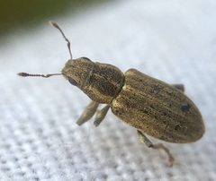 Sitona lineatus by (c) Paul Cook, some rights reserved (CC BY), uploaded by Paul Cook. Used under a CC-BY license.