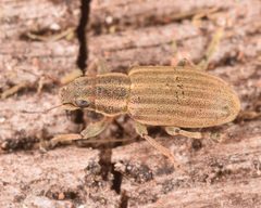 Sitona lineatus by (c) skitterbug, some rights reserved (CC BY), uploaded by skitterbug. Used under a CC-BY license.