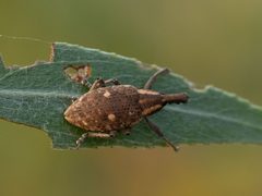 Lepyrus palustris by (c) Sergey Khm, some rights reserved (CC BY), uploaded by Sergey Khm. Used under a CC-BY license.