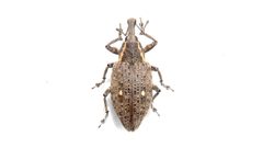 Lepyrus palustris by (c) Dan MacNeal, some rights reserved (CC BY), uploaded by Dan MacNeal. Used under a CC-BY license.