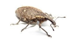 Lepyrus palustris by (c) Dan MacNeal, some rights reserved (CC BY), uploaded by Dan MacNeal. Used under a CC-BY license.