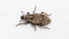 Listronotus sparsus by (c) Dan MacNeal, some rights reserved (CC BY), uploaded by Dan MacNeal. Used under a CC-BY license.