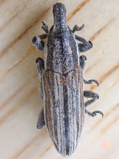 Scaphomorphus erysimi by (c) Trevor Van Loon, some rights reserved (CC BY), uploaded by Trevor Van Loon. Used under a CC-BY license.