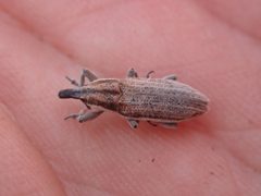 Scaphomorphus longinasus by no rights reserved, uploaded by Braden J. Judson. Used under a CC0 license.