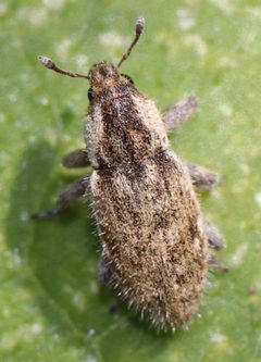 Microlarinus lareynii by (c) Catherine C. Galley, some rights reserved (CC BY), uploaded by Catherine C. Galley. Used under a CC-BY license.