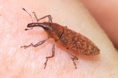 Lixus merula by (c) Rich Sommer, some rights reserved (CC BY), uploaded by Rich Sommer. Used under a CC-BY license.