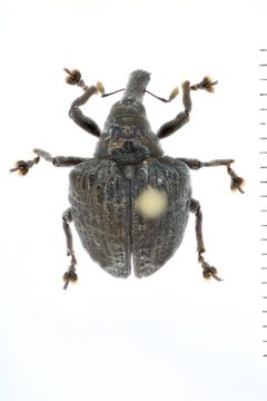 Molytinae by (c) Natural History Museum:  Coleoptera Section, some rights reserved (CC BY). Used under a CC-BY license.