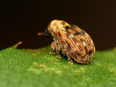 Piazorhinus pictus by (c) Katja Schulz, some rights reserved (CC BY). Used under a CC-BY license.