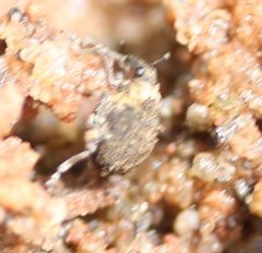 Neophytobius cavifrons by (c) Even Dankowicz, some rights reserved (CC BY), uploaded by Even Dankowicz. Used under a CC-BY license.