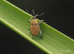 Odontocorynus pulverulentus by (c) Thilina Hettiarachchi, some rights reserved (CC BY), uploaded by Thilina Hettiarachchi. Used under a CC-BY license.