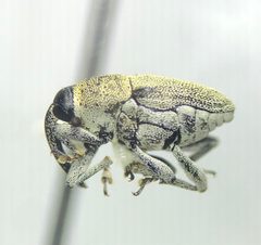 Odontocorynus pulverulentus by no rights reserved, uploaded by Earl Agpawa. Used under a CC0 license.