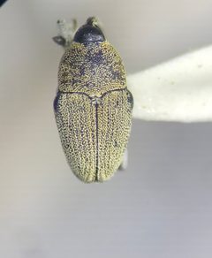 Odontocorynus pulverulentus by no rights reserved, uploaded by Earl Agpawa. Used under a CC0 license.