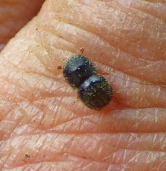 Cnestus mutilatus by no rights reserved, uploaded by kcthetc1. Used under a CC0 license.