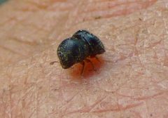 Cnestus mutilatus by no rights reserved, uploaded by kcthetc1. Used under a CC0 license.