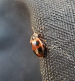 Endomychus limbatus by (c) Jack Byrley, some rights reserved (CC BY), uploaded by Jack Byrley. Used under a CC-BY license.