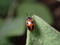 Endomychus limbatus by (c) Cricket Raspet, some rights reserved (CC BY), uploaded by Cricket Raspet. Used under a CC-BY license.