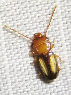 Laemophloeus terminalis by (c) Annika Lindqvist, some rights reserved (CC BY), uploaded by Annika Lindqvist. Used under a CC-BY license.
