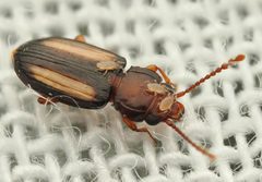 Laemophloeus terminalis by (c) Joseph Aubert, some rights reserved (CC BY), uploaded by Joseph Aubert. Used under a CC-BY license.