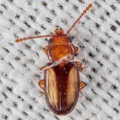 Laemophloeus terminalis by (c) Victor Engel, some rights reserved (CC BY), uploaded by Victor Engel. Used under a CC-BY license.