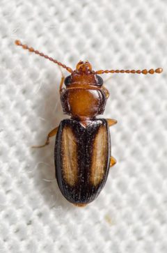 Laemophloeus terminalis by (c) Justin Williams, some rights reserved (CC BY), uploaded by Justin Williams. Used under a CC-BY license.