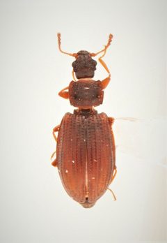 Enicmus histrio by no rights reserved, uploaded by Nick Bédard. Used under a CC0 license.