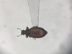 Enicmus tenuicornis by no rights reserved, uploaded by Nick Bédard. Used under a CC0 license.