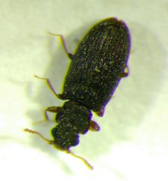 Enicmus brevicornis by (c) carnifex, some rights reserved (CC BY), uploaded by carnifex. Used under a CC-BY license.
