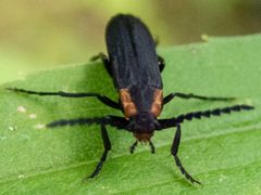 Amblyctis praeses by (c) Randy A Nonenmacher, some rights reserved (CC BY), uploaded by Randy A Nonenmacher. Used under a CC-BY license.